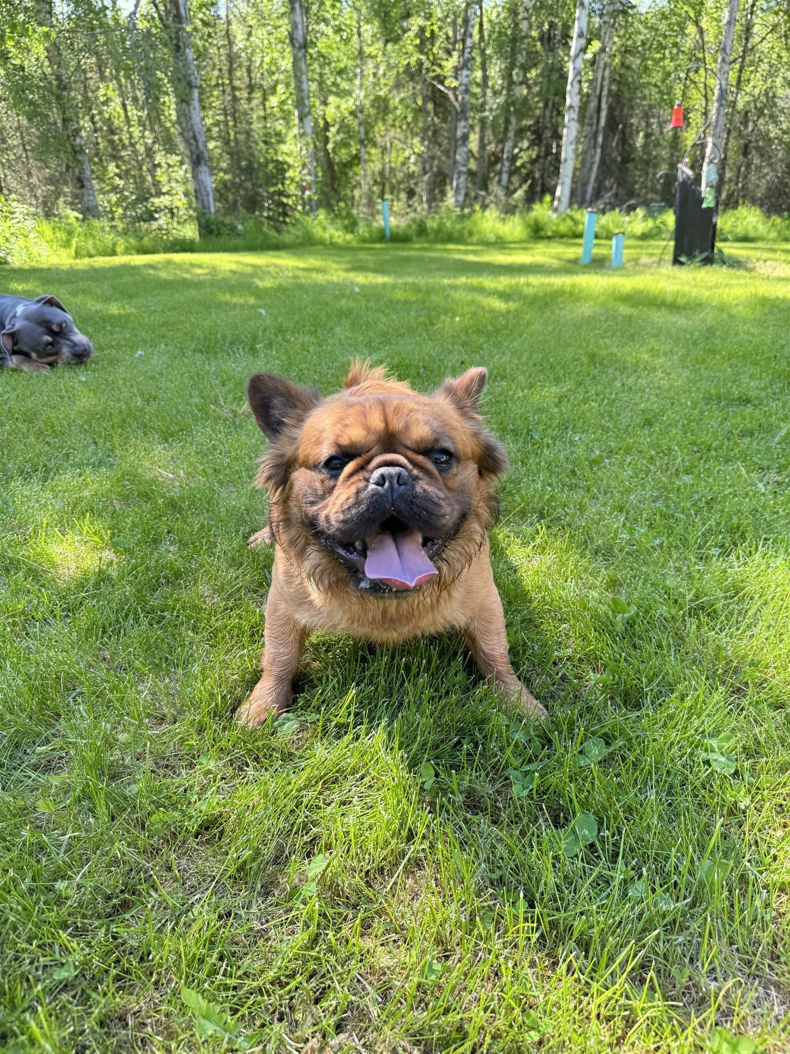 Grizzly Bear, one of our French Bulldog studs